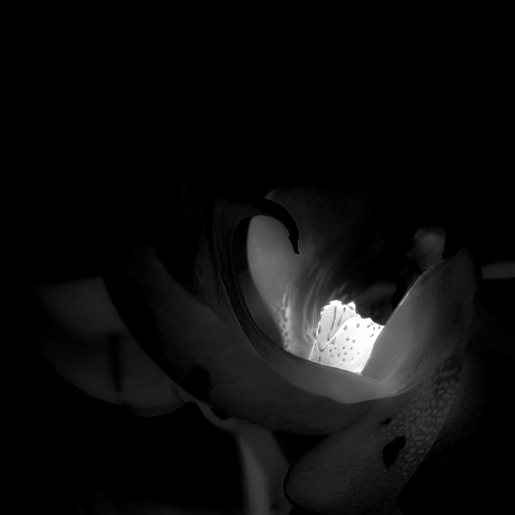 Photography by meerkat2 for DesignCrowd (Community Contests) | Design #9061884