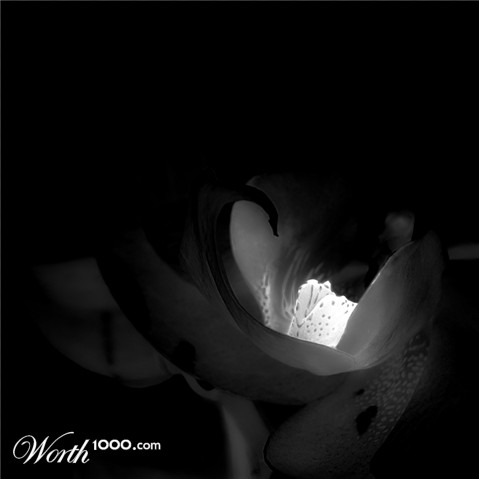 Photography by meerkat2