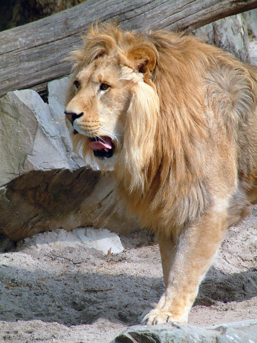 Photographie par vintagedept pour DesignCrowd (Community Contests) | Design #9076279