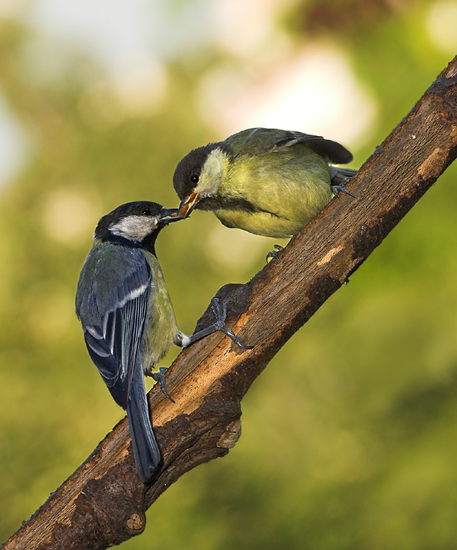 Photographie par branie pour DesignCrowd (Community Contests) | Design #9080384