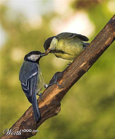 Photography by branie