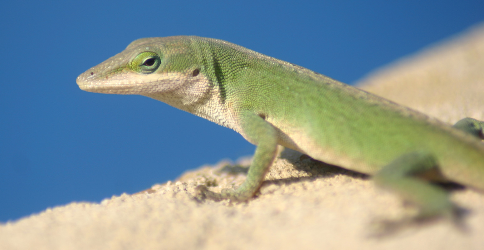 Photography by sluggo40 for DesignCrowd (Community Contests) | Design #9076282