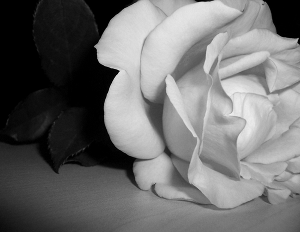 Fotografie von xxpaperdollxx für DesignCrowd (Community Contests) | Design #9061879