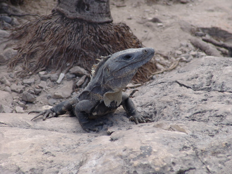 Fotografía por lezard para DesignCrowd (Community Contests) | Diseño #9076317