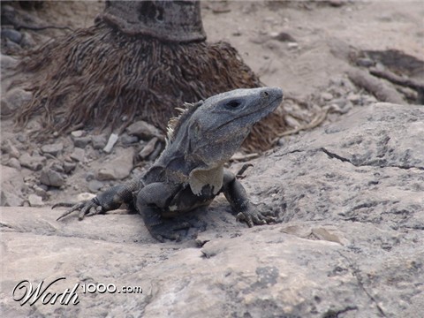 Photography by lezard