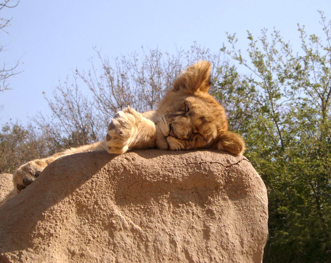 Photographie par AdamWel pour DesignCrowd (Community Contests) | Design #9076324