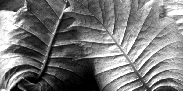 Fotografía por kimbomac para DesignCrowd (Community Contests) | Diseño #9061901