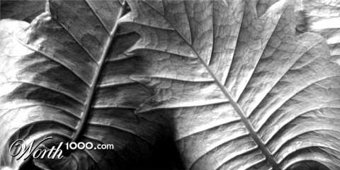 Photography by kimbomac