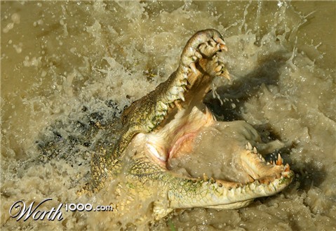 Photography by wrathe