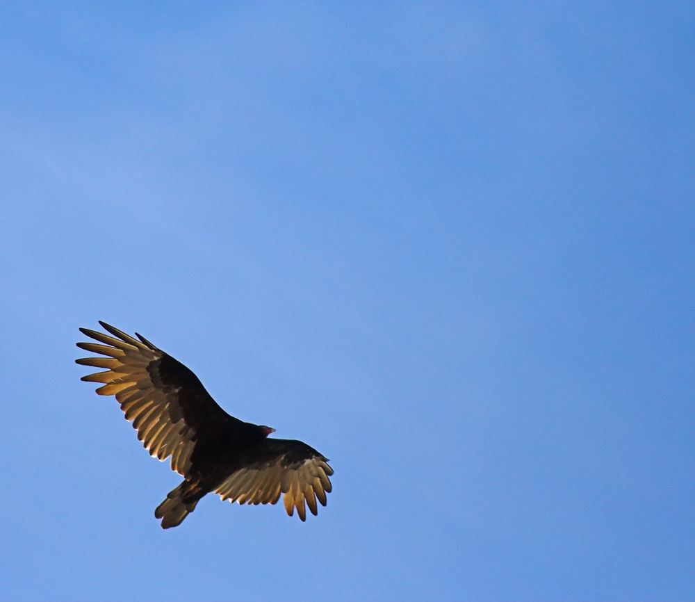 Fotografie von crgnjul für DesignCrowd (Community Contests) | Design #9076292