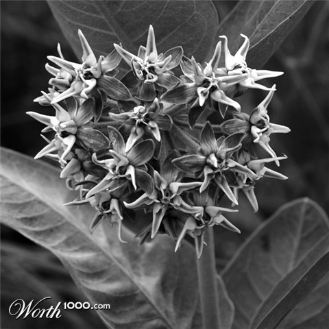 Photography by Trueblood