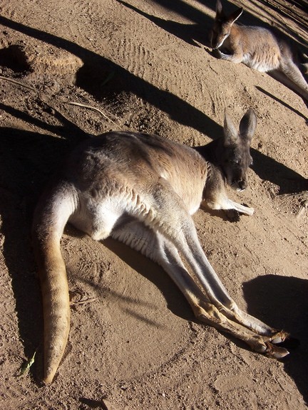 Photography by jessibot for DesignCrowd (Community Contests) | Design #9076372