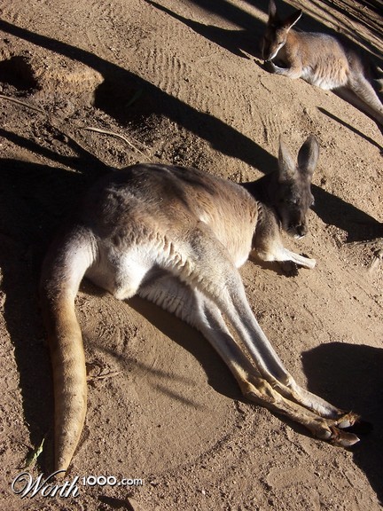 Photography by jessibot