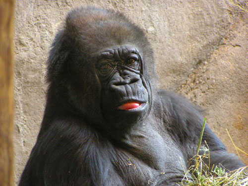 Fotografie von klxner für DesignCrowd (Community Contests) | Design #9076336