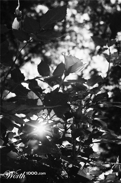 Photography by Breezylee
