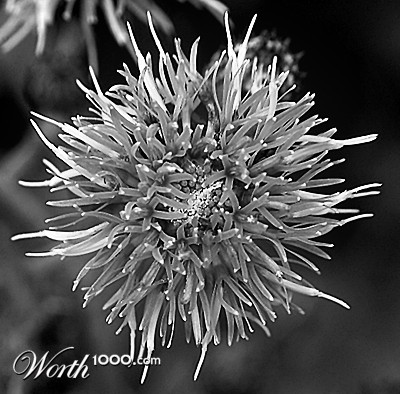 Photography by StefanS