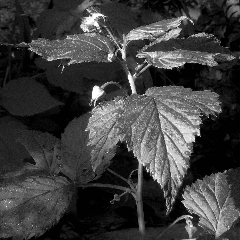 Photographie par Saleko pour DesignCrowd (Community Contests) | Design #9061902