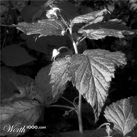 Photography by Saleko