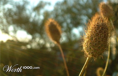 Photography by missyelle