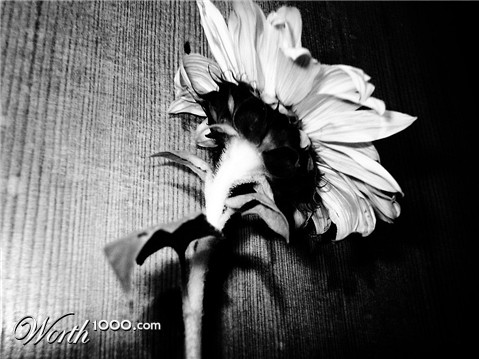 Photography by impression