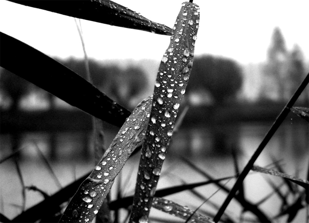 Photography by HeavenZEyeZ for DesignCrowd (Community Contests) | Design #9062124