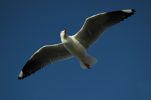 Fotografía por kimbomac para DesignCrowd (Community Contests) | Diseño #9076363