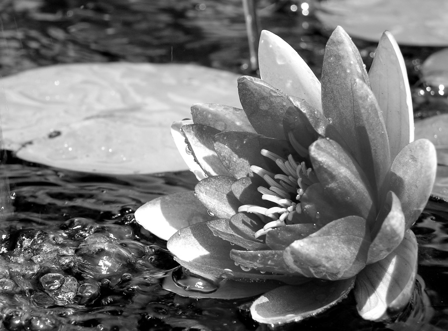 Photography by enigknot for DesignCrowd (Community Contests) | Design #9062027