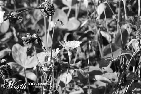 Photography by patdau