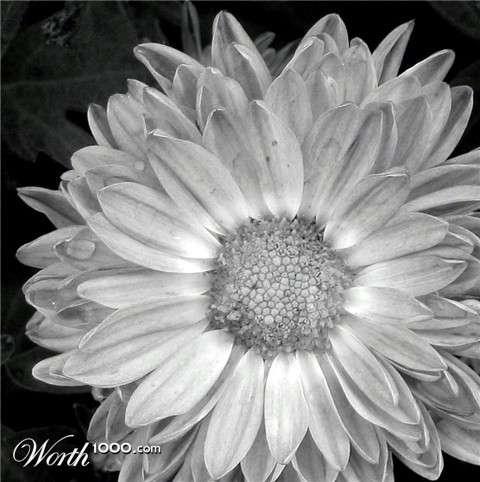 Photography by CurlyJ