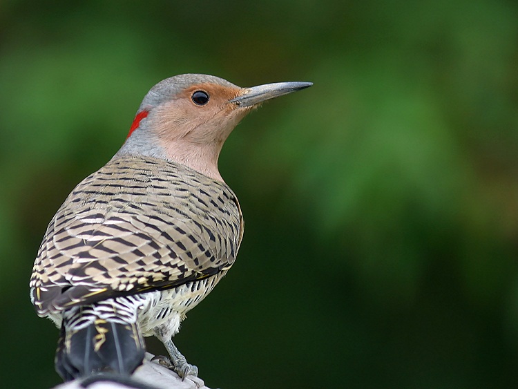 Photographie par KarenC pour DesignCrowd (Community Contests) | Design #9076330