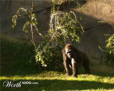 Photography by Ivor121