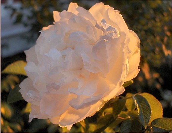 Photographie par razzberry pour DesignCrowd (Community Contests) | Design #9070857