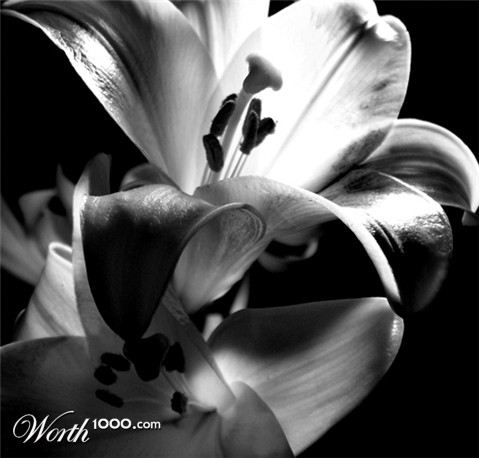 Photography by springbok29