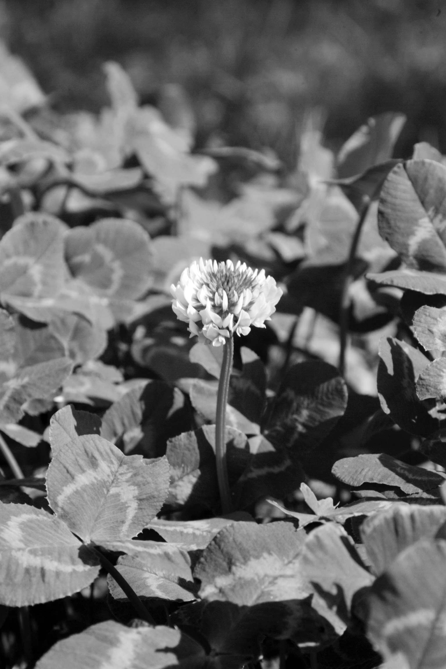 Photography by supertere for DesignCrowd (Community Contests) | Design #9061979