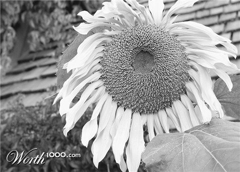 Photography by whlutz