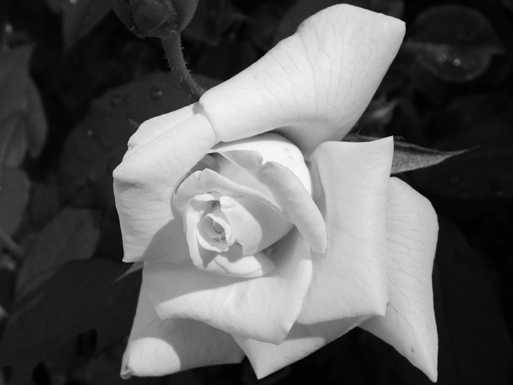 Photography by mmc9496 for DesignCrowd (Community Contests) | Design #9071885