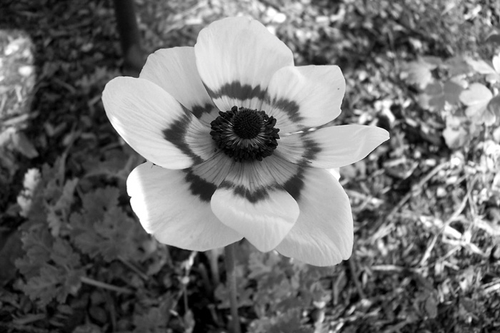 Photography by nowheregirl for DesignCrowd (Community Contests) | Design #9071941