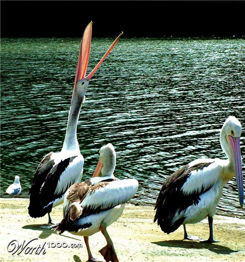 Photography by ozplasmic