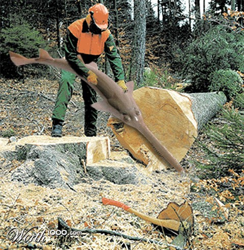 Photoshop Design by Saleko