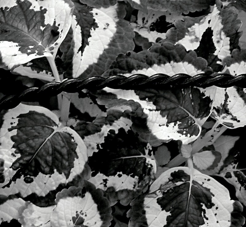 Fotografie von CurlyJ für DesignCrowd (Community Contests) | Design #9071926