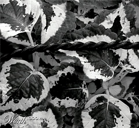 Photography by CurlyJ