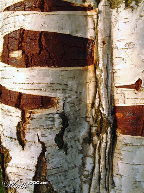 Photography by vintagedept