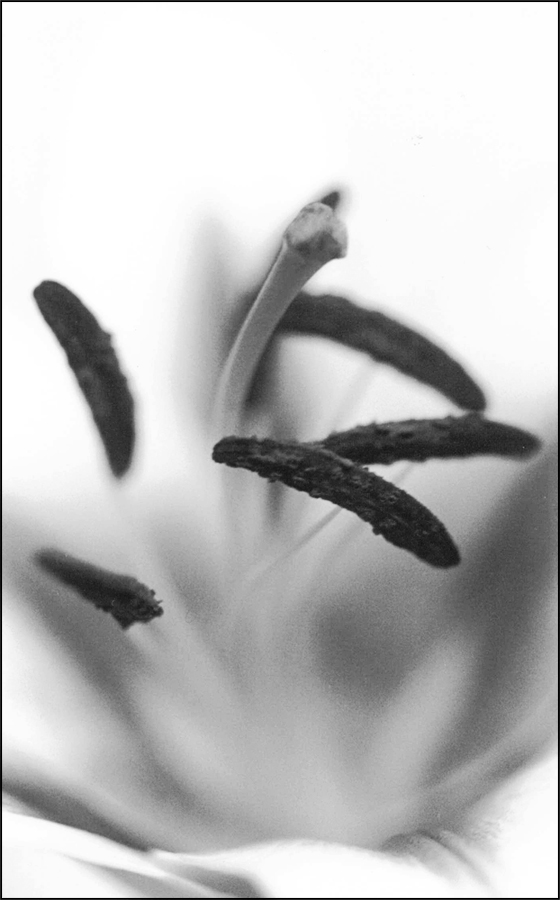 Fotografía por ELBradenabra para DesignCrowd (Community Contests) | Diseño #9071846