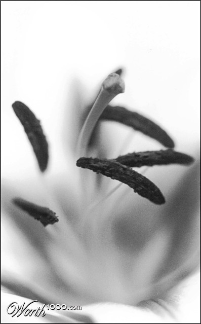 Photography by ELBradenabra