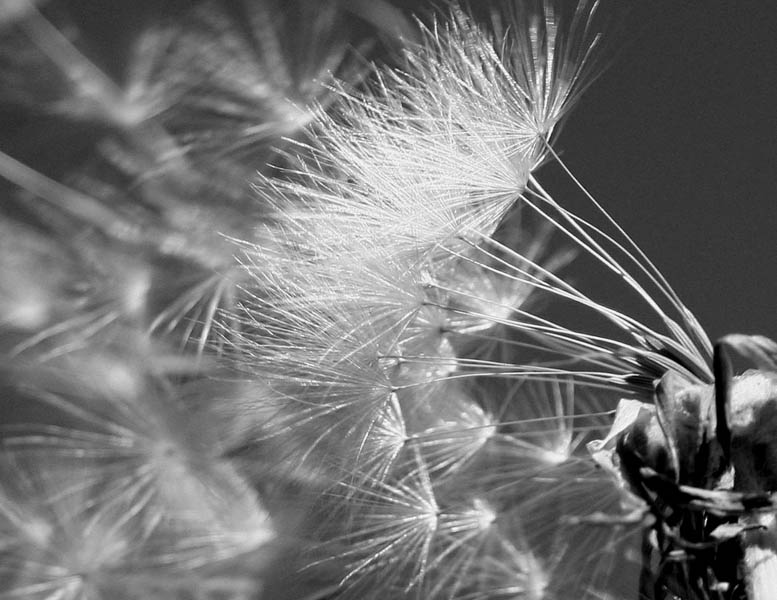 Photography by avbowler for DesignCrowd (Community Contests) | Design #9071899