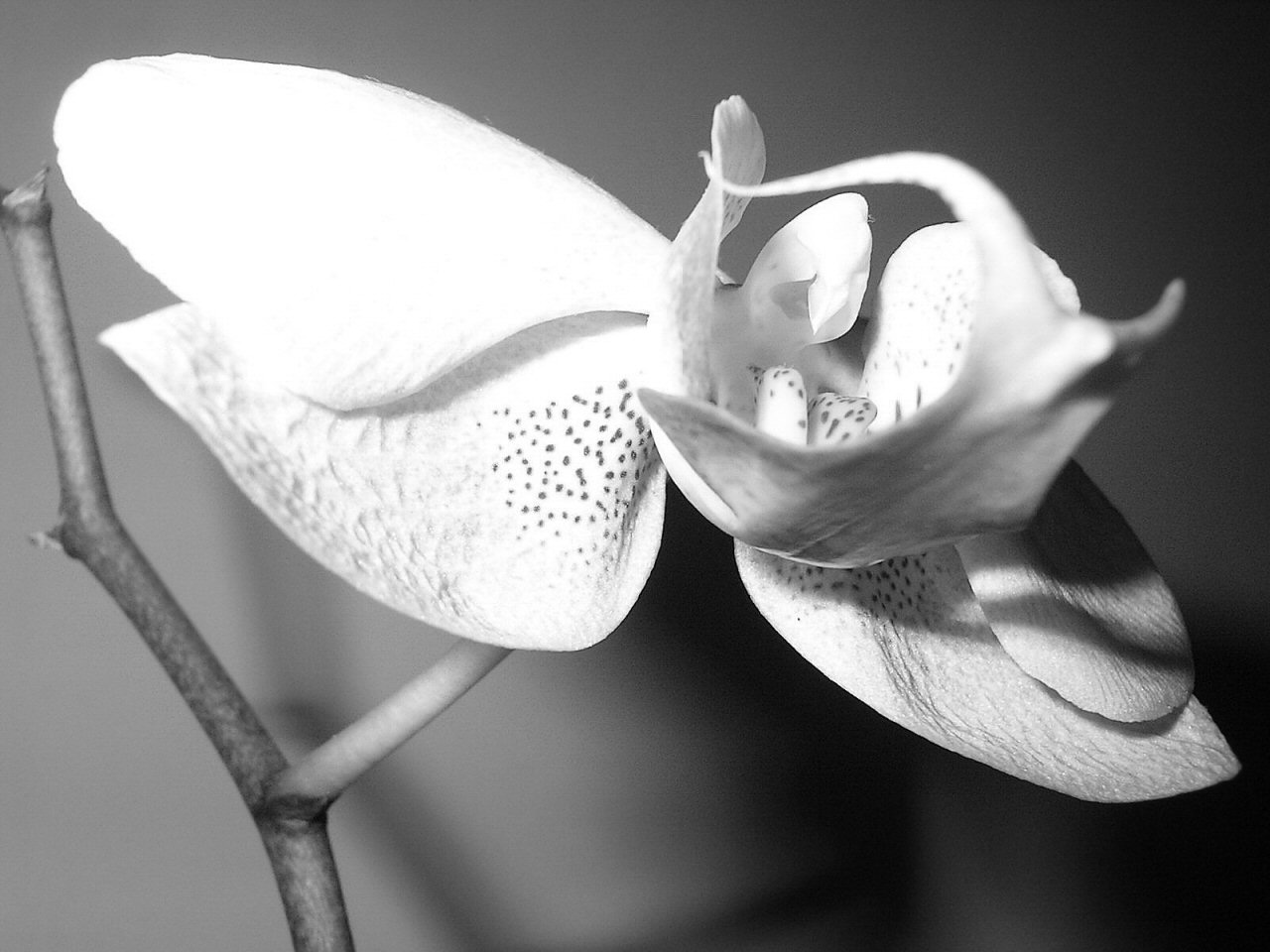 Photographie par flamingtearz pour DesignCrowd (Community Contests) | Design #9061986