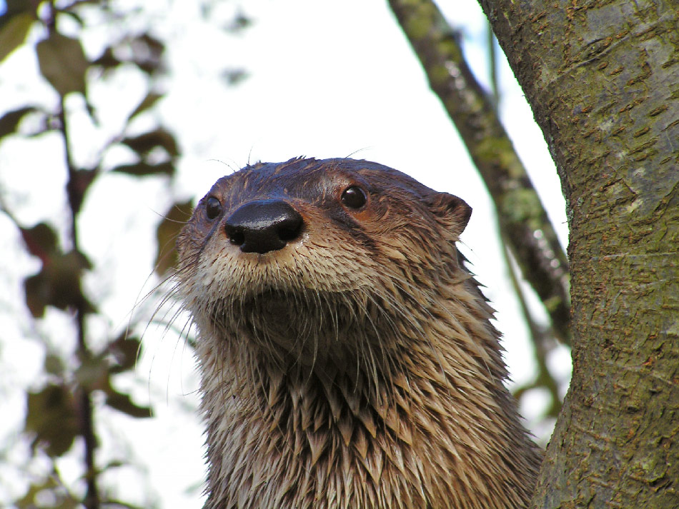 Fotografía por bobblainey para DesignCrowd (Community Contests) | Diseño #9076377