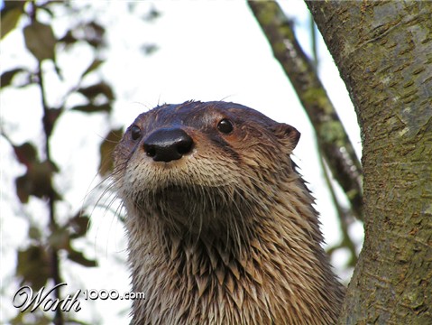 Photography by bobblainey