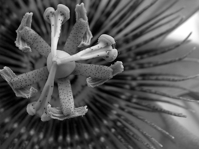 Photography by UNIquelyCanadian for DesignCrowd (Community Contests) | Design #9071902