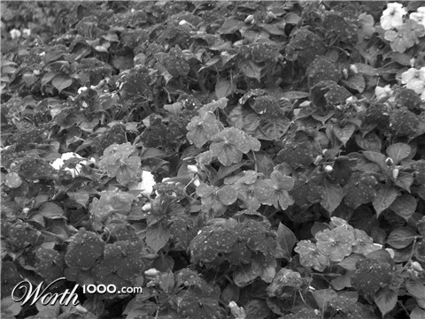 Photography by Salster